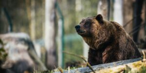 Investor Insights: Bear Market Outcomes