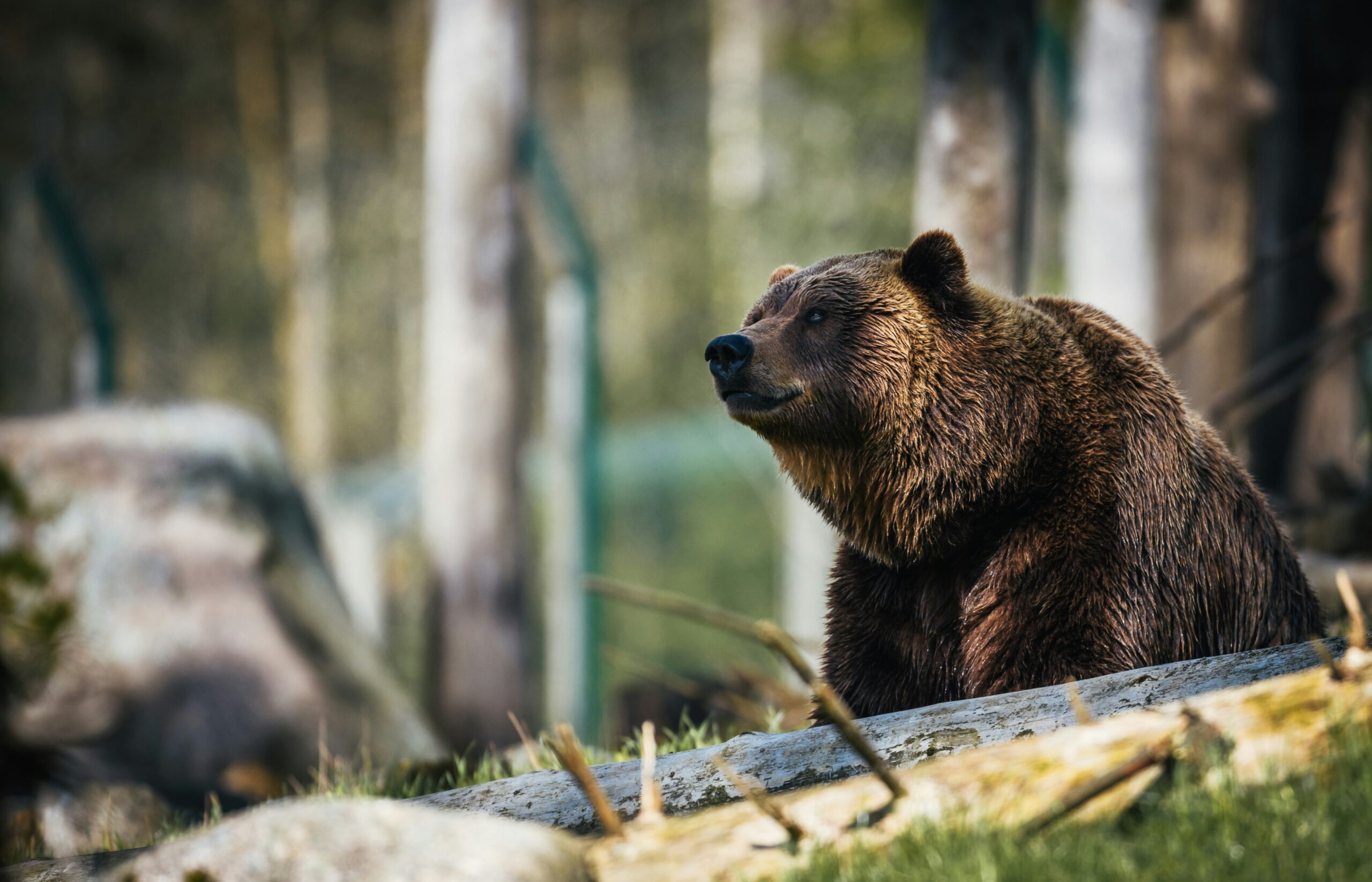 Investor Insights: Bear Market Outcomes